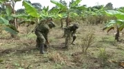 El Ejército localizó y destruyo una construcción clandestina destinada al procesamiento de alcaloides, en el sector de Filipinas en el municipio de Arauquita, departamento de Arauca.